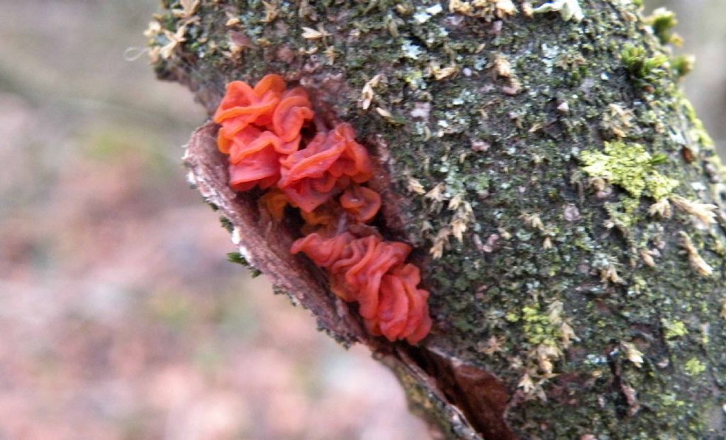 Troppo rossa per essere Tremella mesenterica?