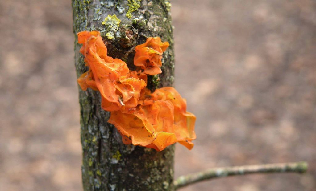 Troppo rossa per essere Tremella mesenterica?
