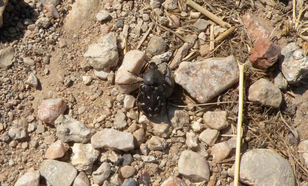 Sulle rovine di Micene: Heterocnemis graeca (Cetoniidae)