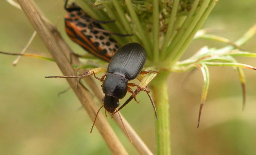 Carabidae: Ophonus (Metophonus) puncticeps  cfr.