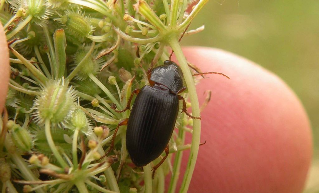 Carabidae: Ophonus (Metophonus) puncticeps  cfr.