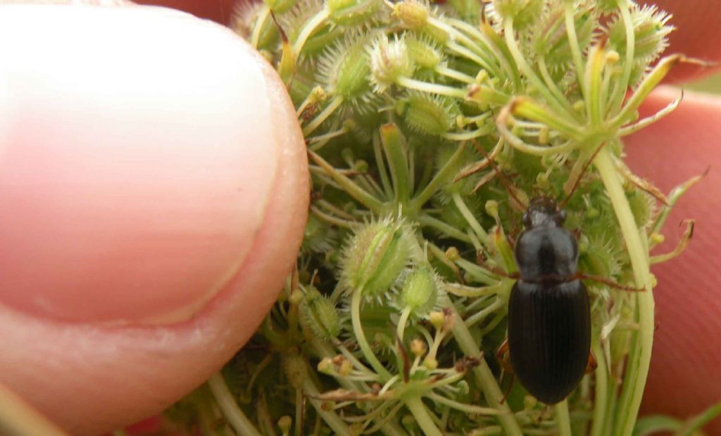Carabidae: Ophonus (Metophonus) puncticeps  cfr.