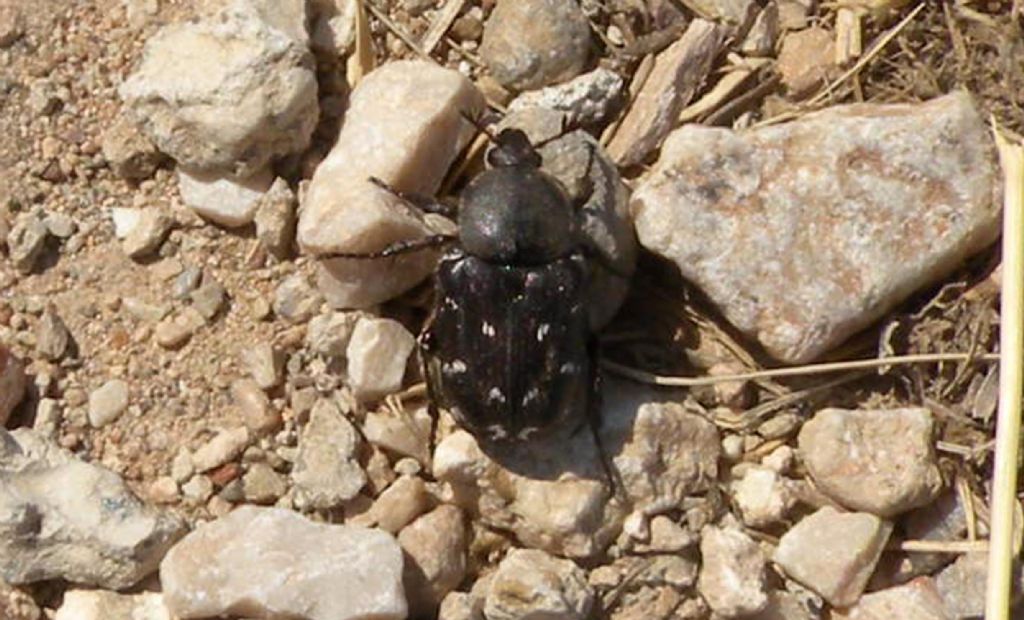 Sulle rovine di Micene: Heterocnemis graeca (Cetoniidae)