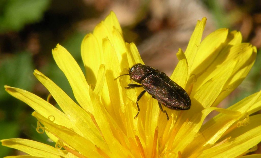 Buprestidae: Anthaxia (Melanthaxia) cfr. istriana