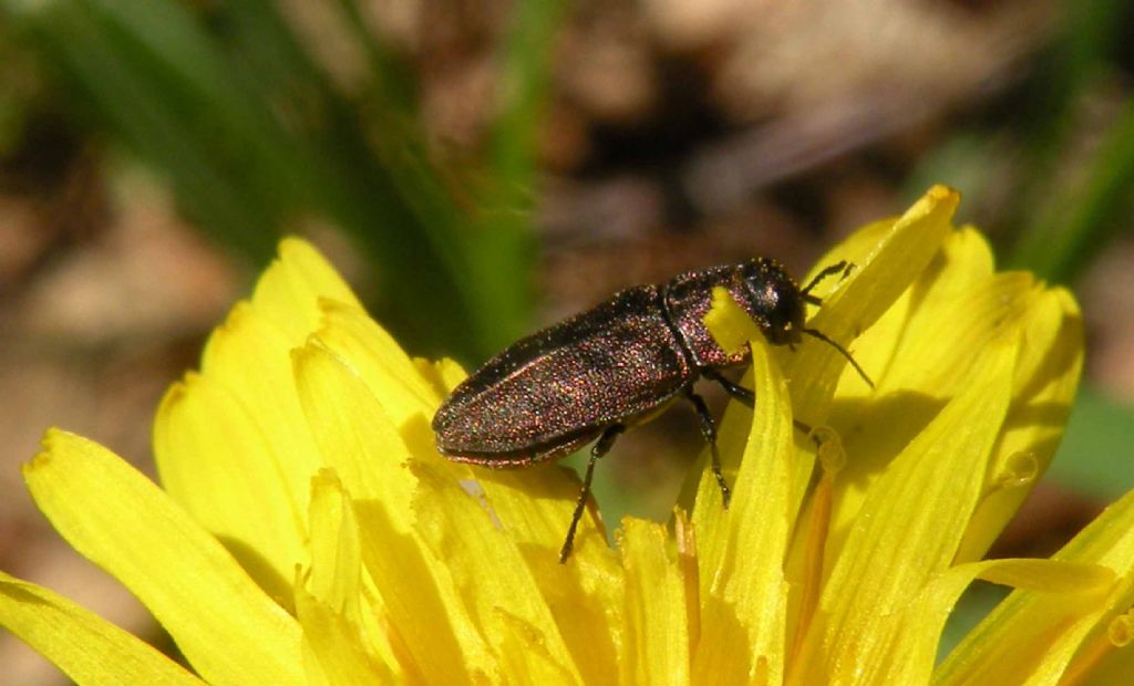 Buprestidae: Anthaxia (Melanthaxia) cfr. istriana