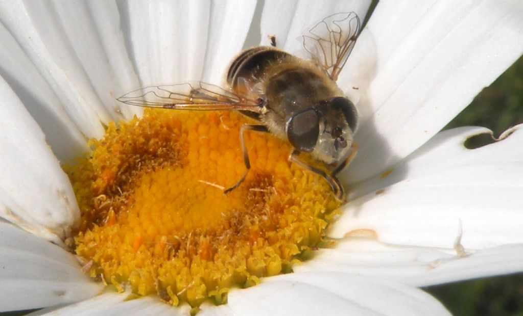 Eristalis in nero