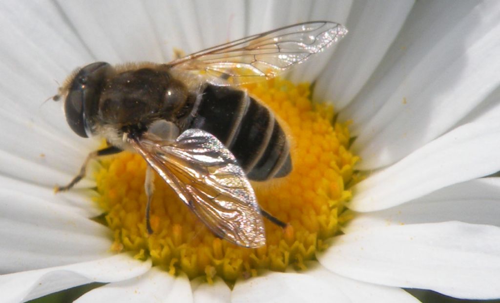 Eristalis in nero