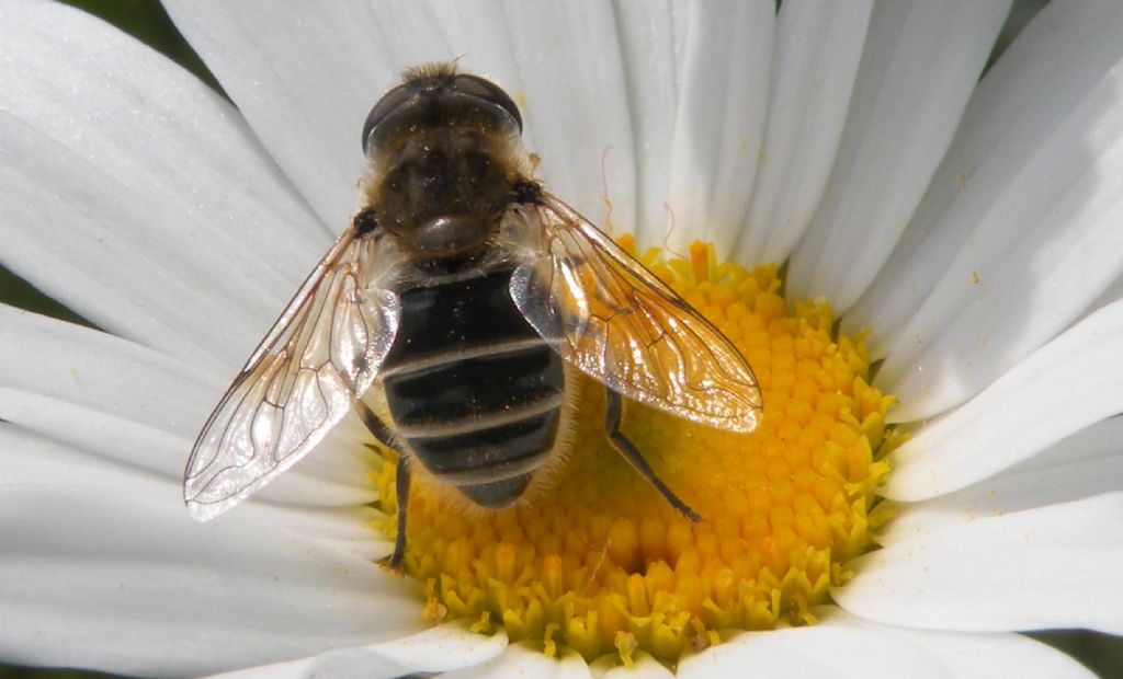 Eristalis in nero