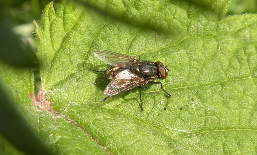 Musca sp. maschio (Muscidae)