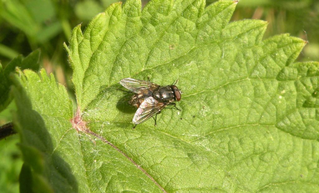 Musca sp. maschio (Muscidae)