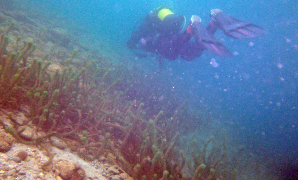 Sotto la superficie del lago....
