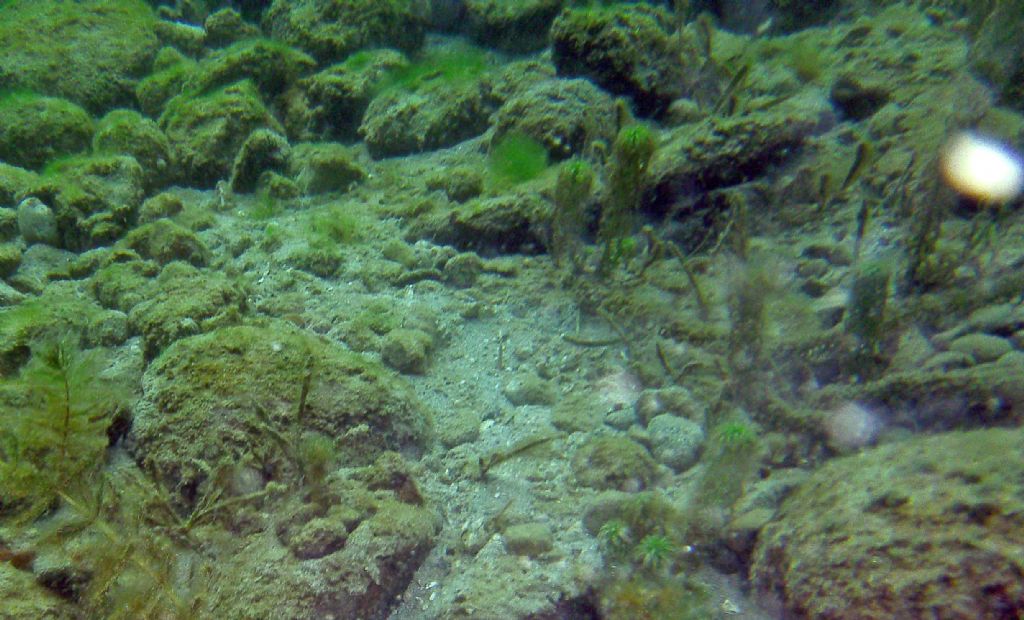 Sotto la superficie del lago....