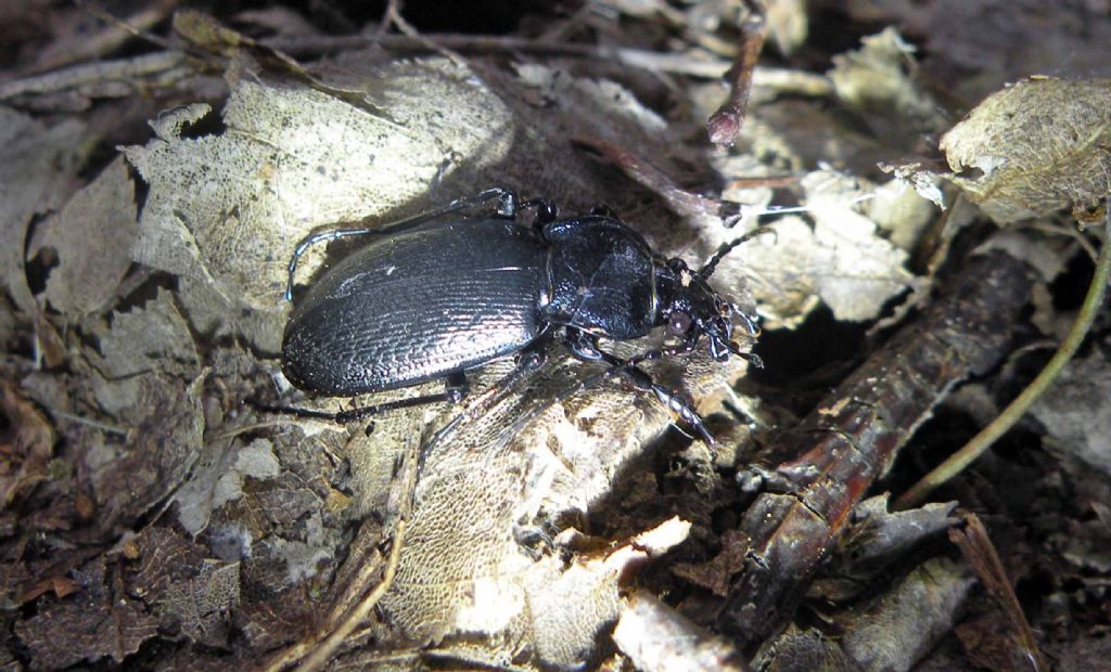 Carabidae dai Gessi Triassici (RE): Carabus rossii