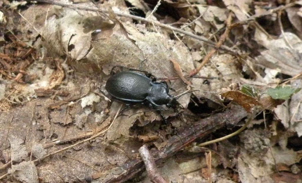 Carabidae dai Gessi Triassici (RE): Carabus rossii