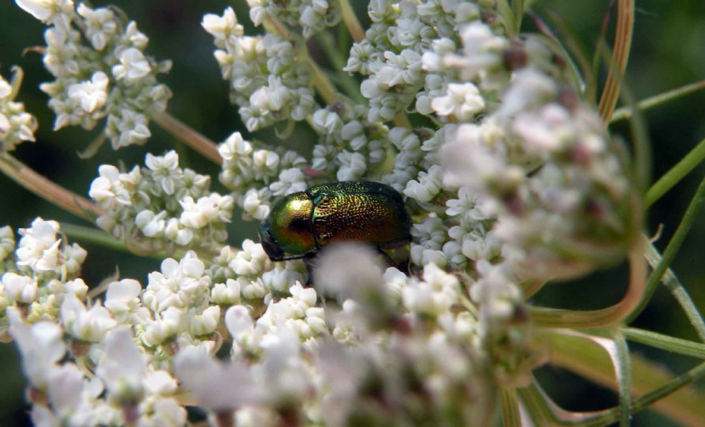 Cryptocephalus cfr hypochaeridis?