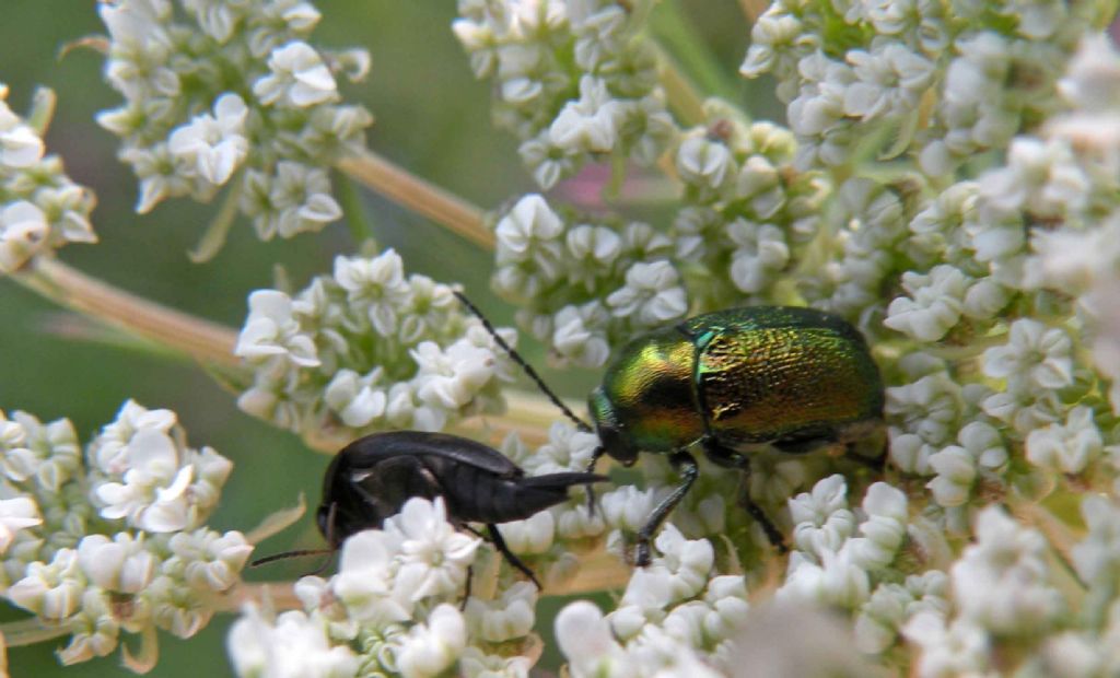 Cryptocephalus cfr hypochaeridis?