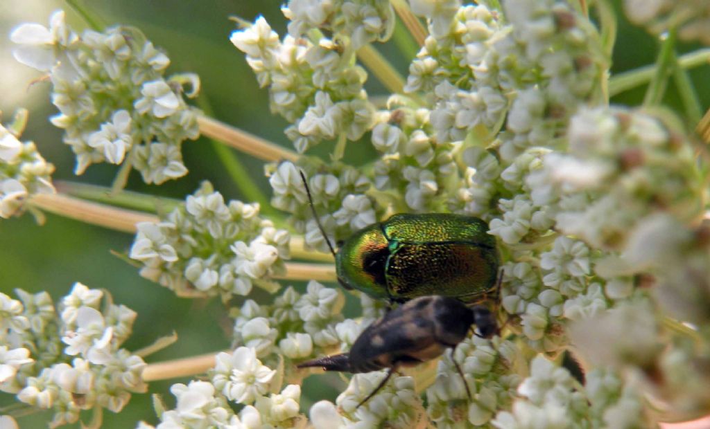 Cryptocephalus cfr hypochaeridis?