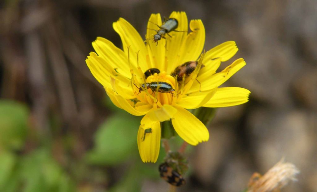 Attagenus bifasciatus (Dermestidae) e Attalus sp. (Malachiidae)