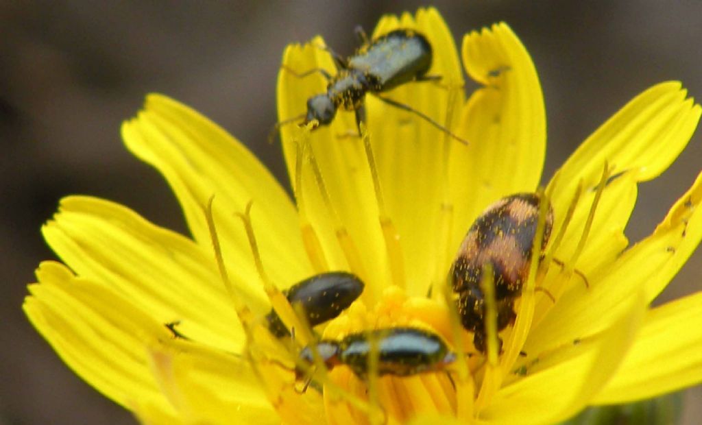 Attagenus bifasciatus (Dermestidae) e Attalus sp. (Malachiidae)