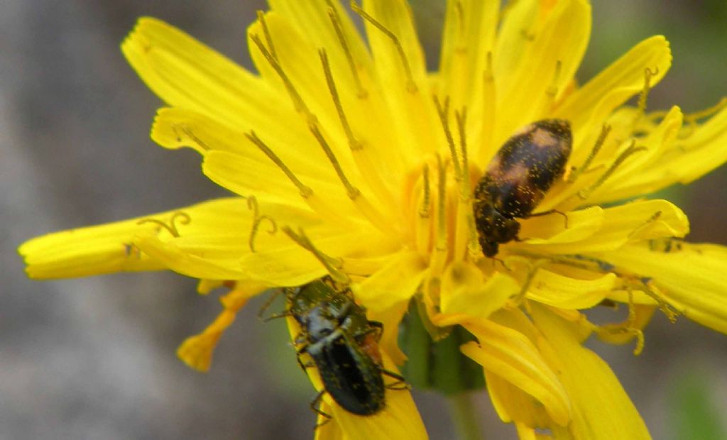 Attagenus bifasciatus (Dermestidae) e Attalus sp. (Malachiidae)