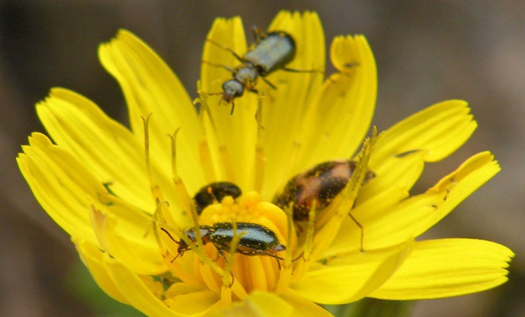 Attagenus bifasciatus (Dermestidae) e Attalus sp. (Malachiidae)