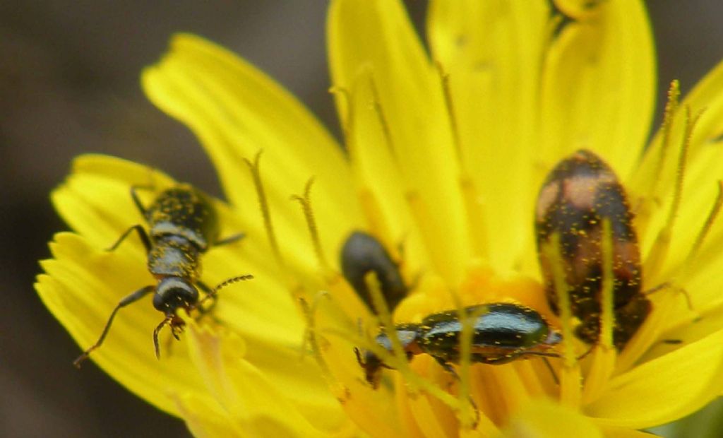 Attagenus bifasciatus (Dermestidae) e Attalus sp. (Malachiidae)