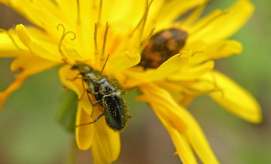 Attagenus bifasciatus (Dermestidae) e Attalus sp. (Malachiidae)