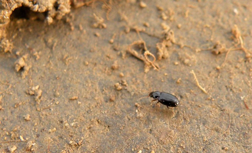 Sotto un sasso, piccolo Carabidae:  Tachyura sp.