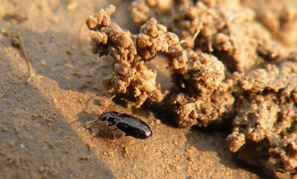 Sotto un sasso, piccolo Carabidae:  Tachyura sp.