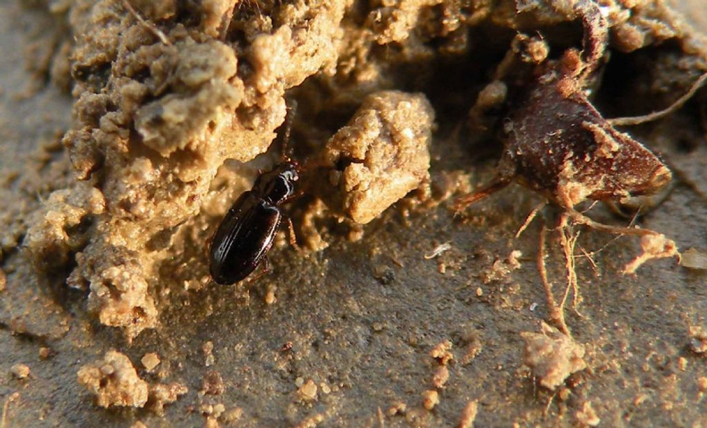 Sotto un sasso, piccolo Carabidae:  Tachyura sp.