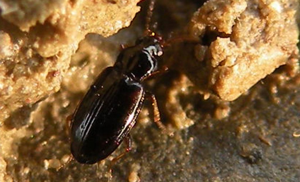 Sotto un sasso, piccolo Carabidae:  Tachyura sp.