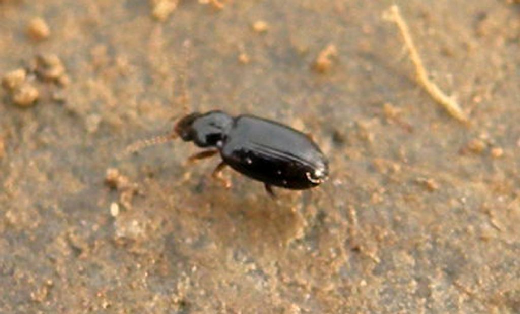 Sotto un sasso, piccolo Carabidae:  Tachyura sp.