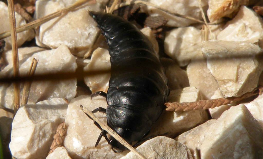 larva di coleottero Silpha sp., Silphidae