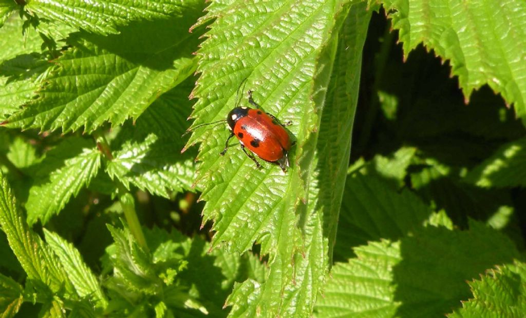 Cryptocephalus tricolor o informis? C. informis (cfr.), Chrysomelidae