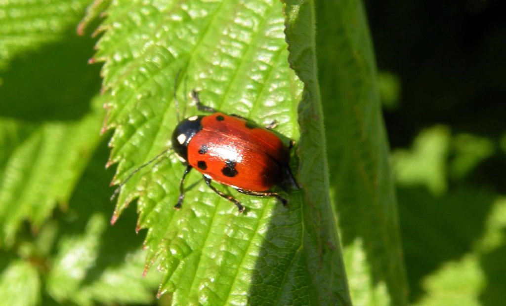 Cryptocephalus tricolor o informis? C. informis (cfr.), Chrysomelidae