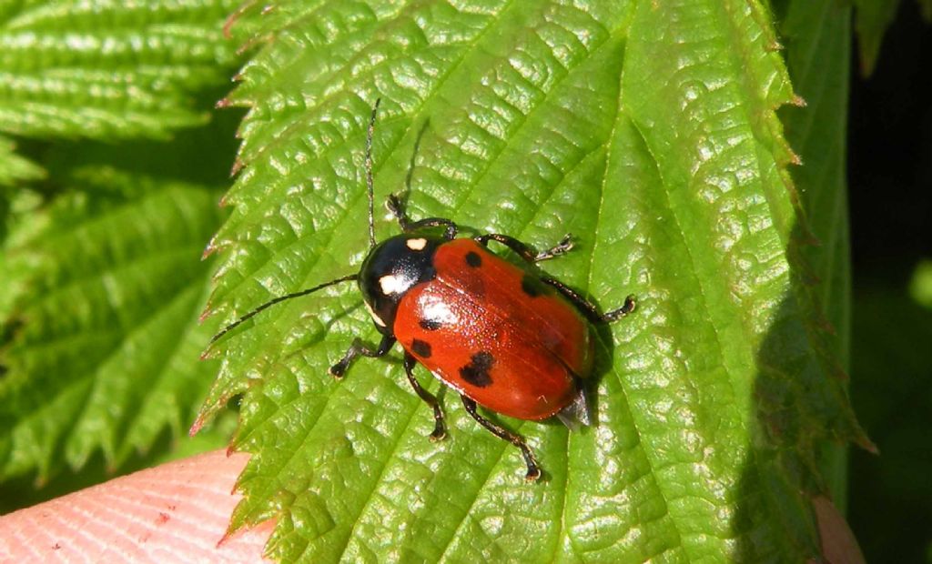 Cryptocephalus tricolor o informis? C. informis (cfr.), Chrysomelidae