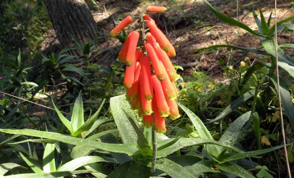 Aloe ciliaris / Aloe ciliata