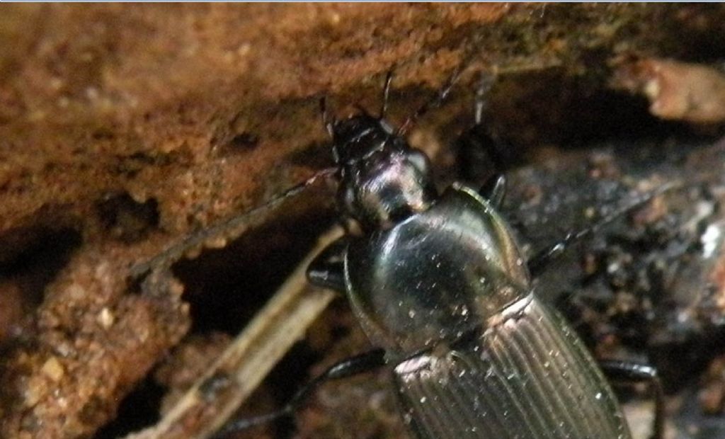 Carabidae dal Lago Pranda  (RE):  Poecilus sp.