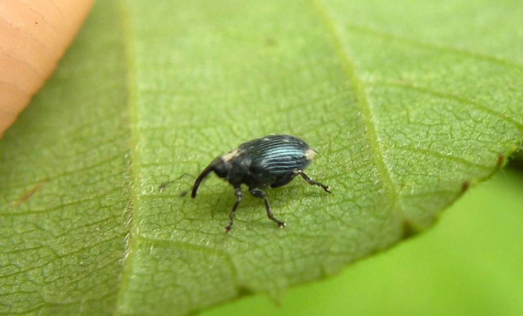 Curculionidae: Ceutorhynchus cfr. erysimi