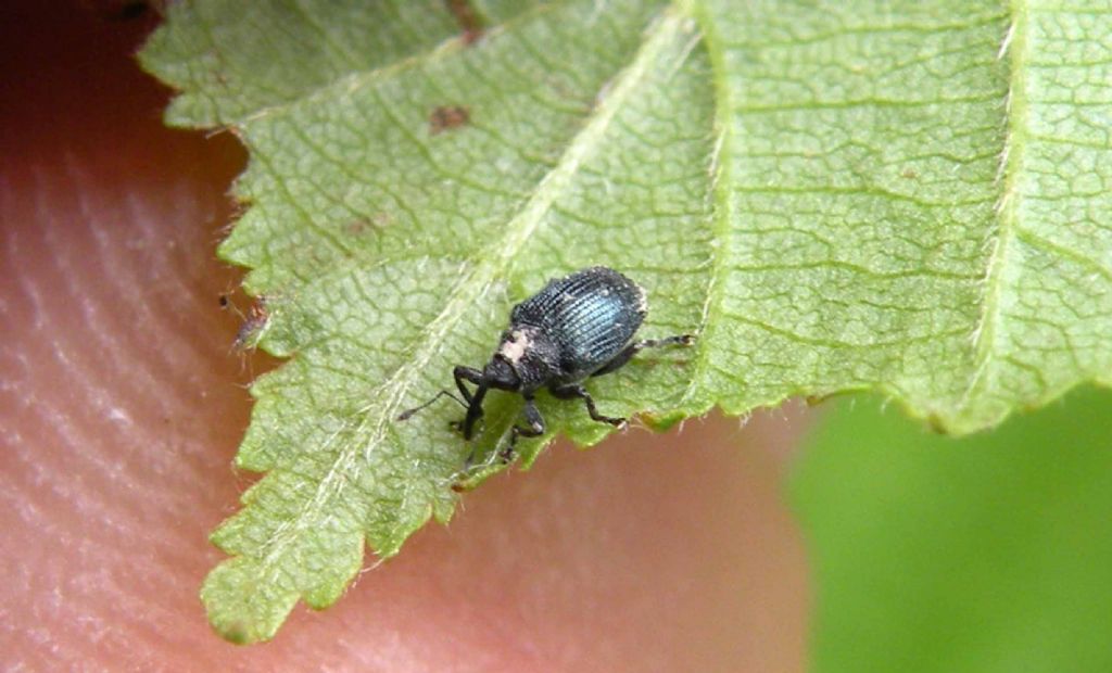 Curculionidae: Ceutorhynchus cfr. erysimi