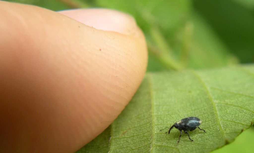 Curculionidae: Ceutorhynchus cfr. erysimi