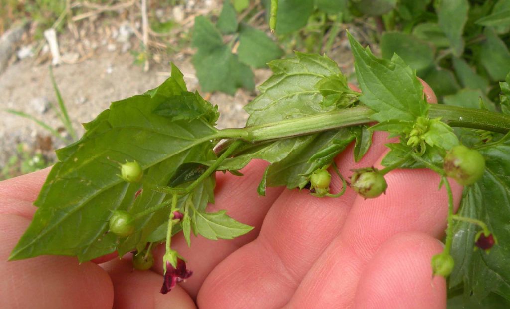 Scrophularia peregrina (Lamiales - Scrophulariaceae)