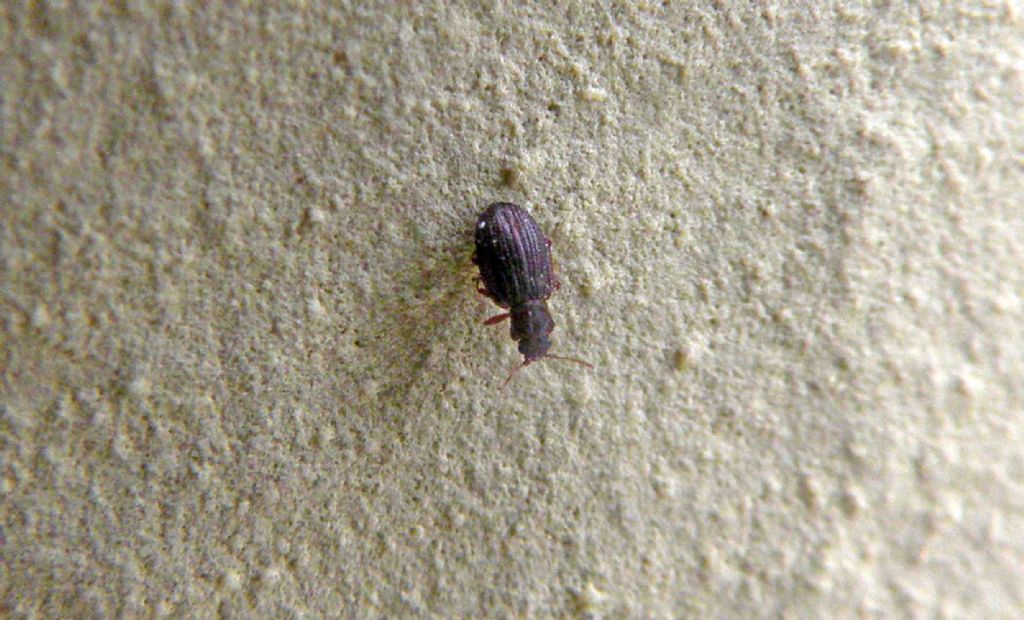 E'' un coleottero?  S, Latridiidae: Latridius sp.