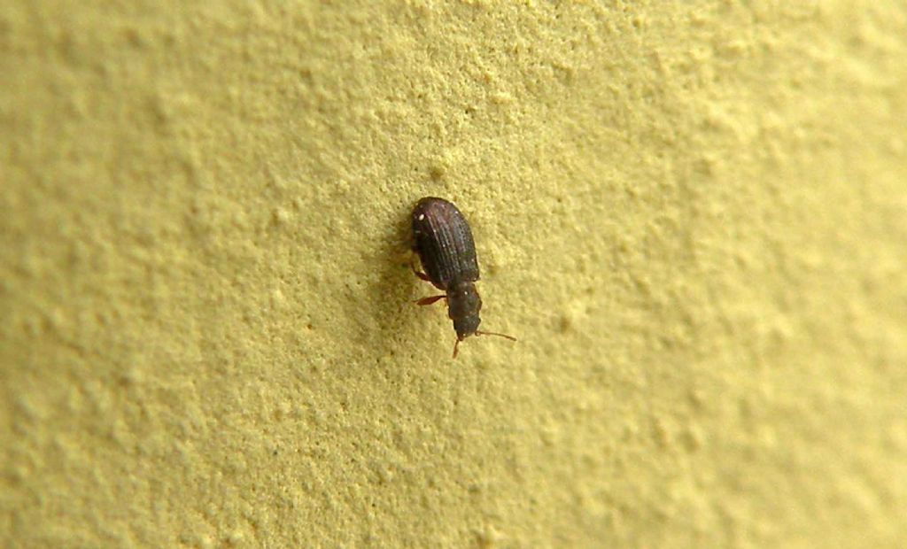 E'' un coleottero?  S, Latridiidae: Latridius sp.