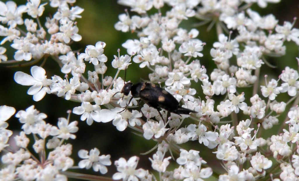 Mordellidae:  cfr. Variimorda sp.