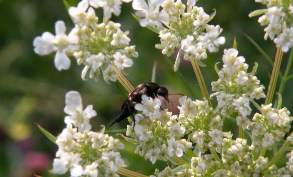 Mordellidae:  cfr. Variimorda sp.