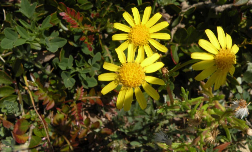 Senecio leucanthemifolius (Asteraceae) da Porquerolles