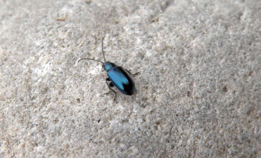 Piccolo e nero: Altica sp., Chrysomelidae