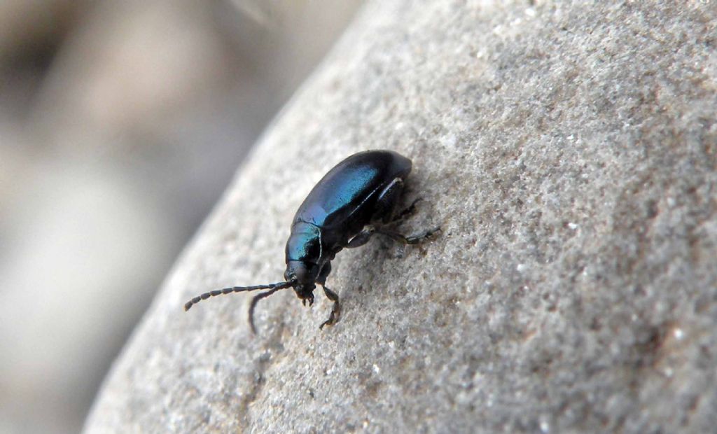 Piccolo e nero: Altica sp., Chrysomelidae