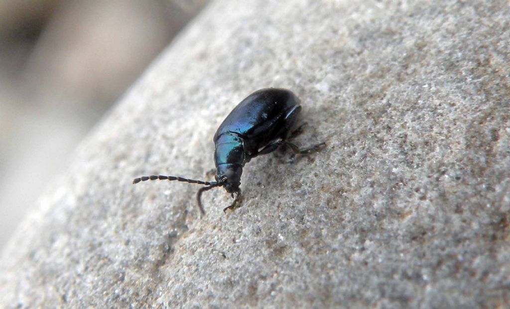 Piccolo e nero: Altica sp., Chrysomelidae